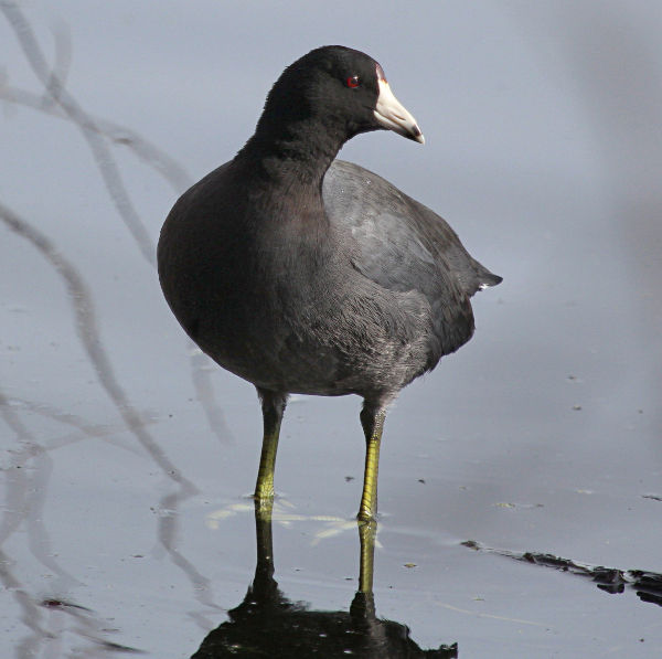 coot