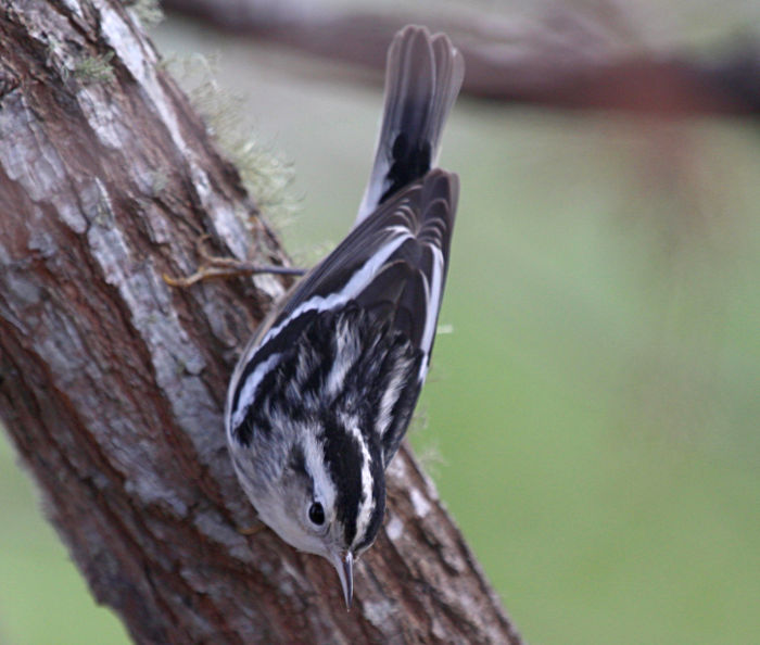 black and white warbler