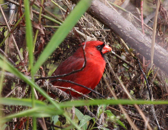 red