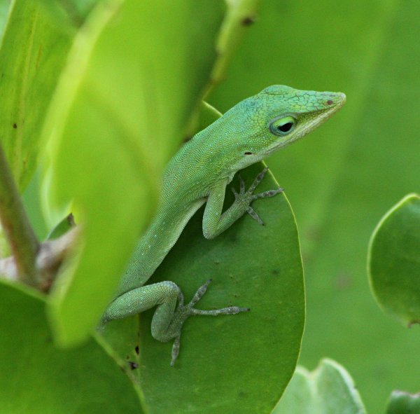 green and blue