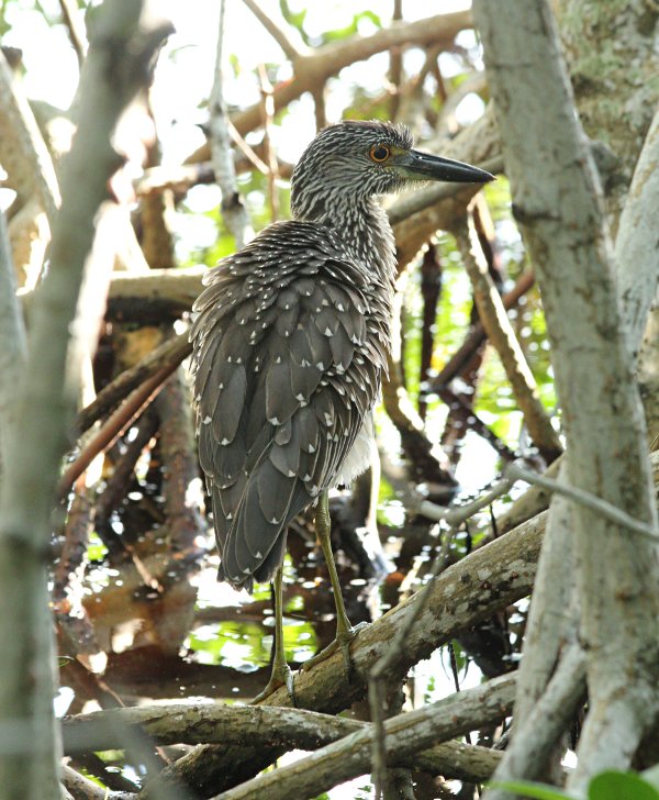 night heron