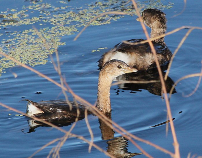 grebes