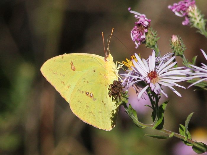 cloudless sulphur