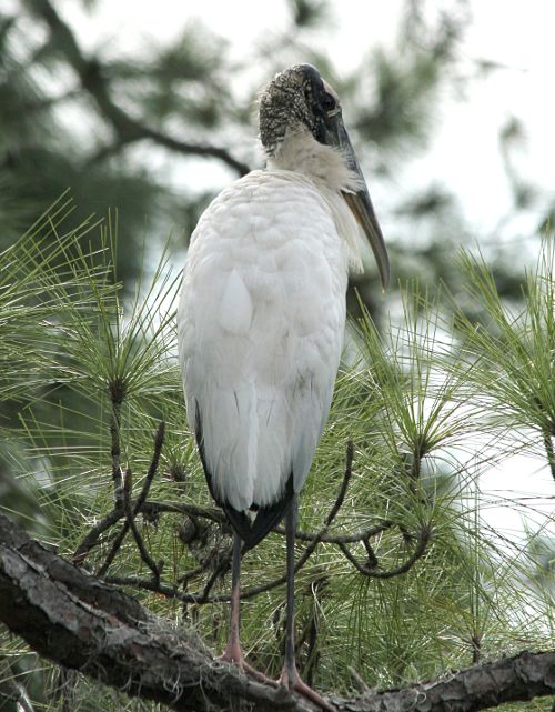 feathers