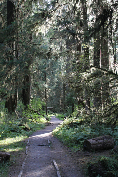 hoh trail