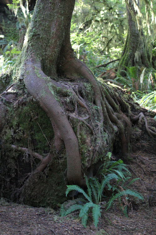 nurse log