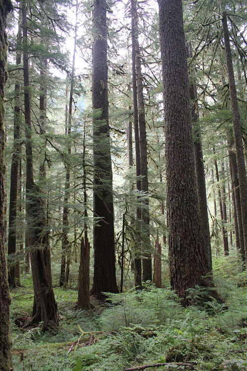 sol duc trees