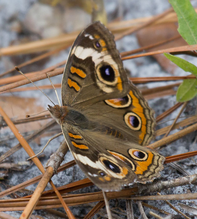 buckeye