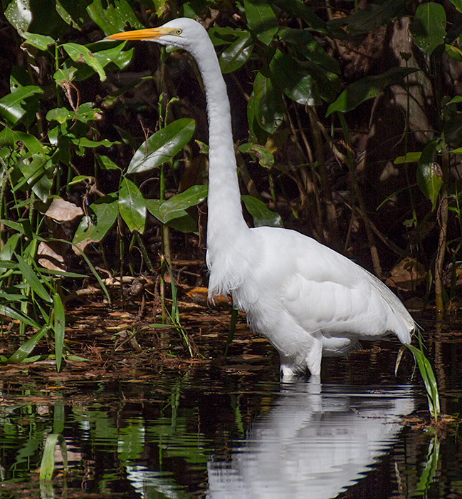 great egret