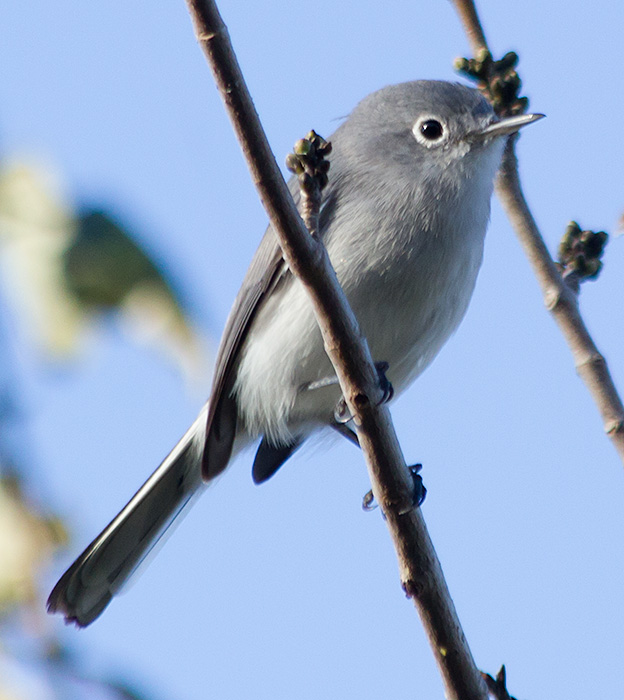 blue-gray gnatcatcher