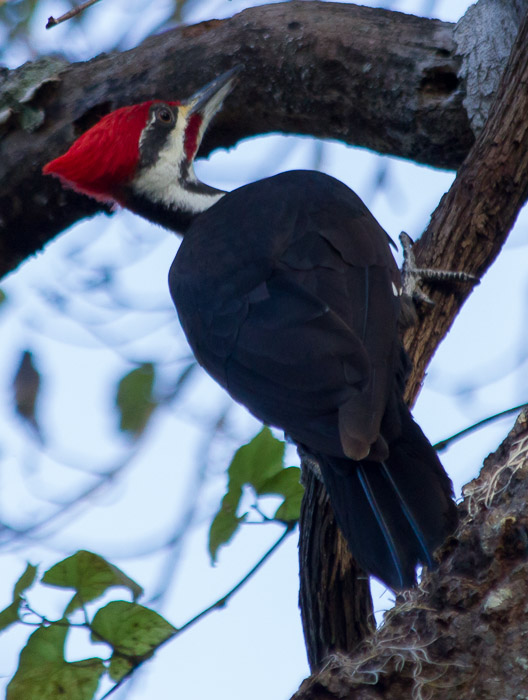 pileated