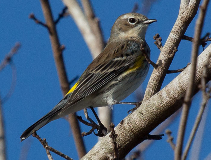 yellow-rumped warbler