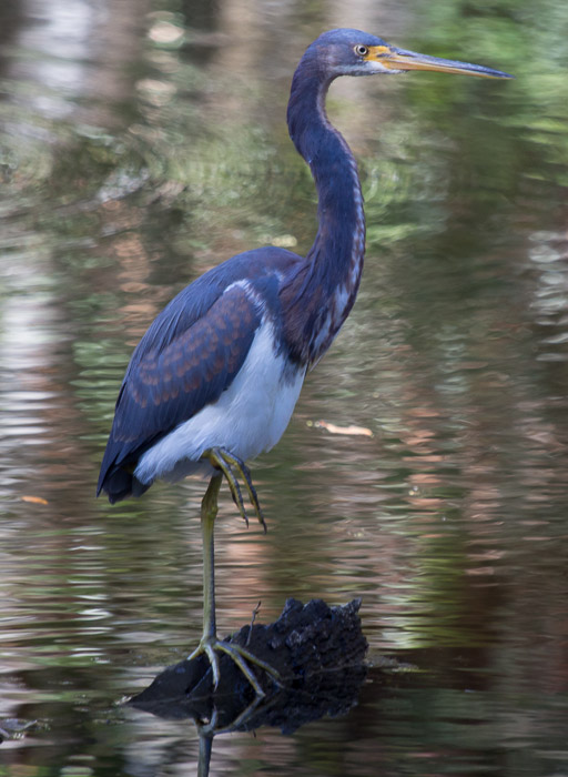 tricolored heron