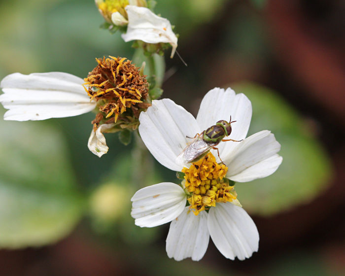 Hedriodiscus trivittatus (soldier) fly