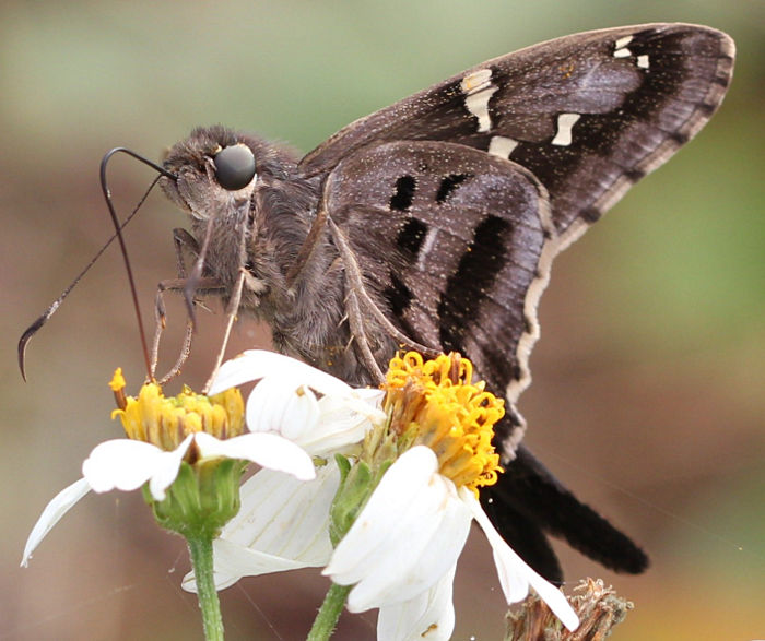 long tailed skipper