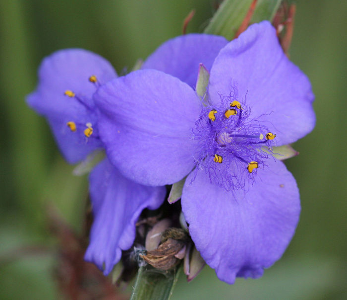 spiderwort