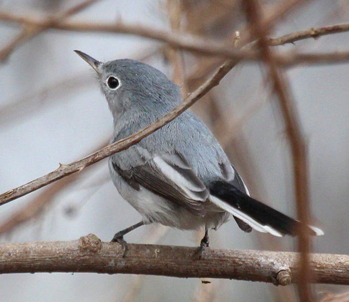 bluegray gnatcatcher